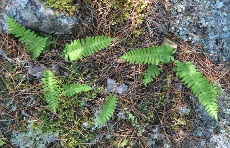 Image of Polypodium sibiricum specimen.