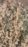 Anabasis setifera. Отмершая отплодоносившая веточка. Израиль, побережье Мёртвого моря, каменистая пустыня. 21.02.2011.
