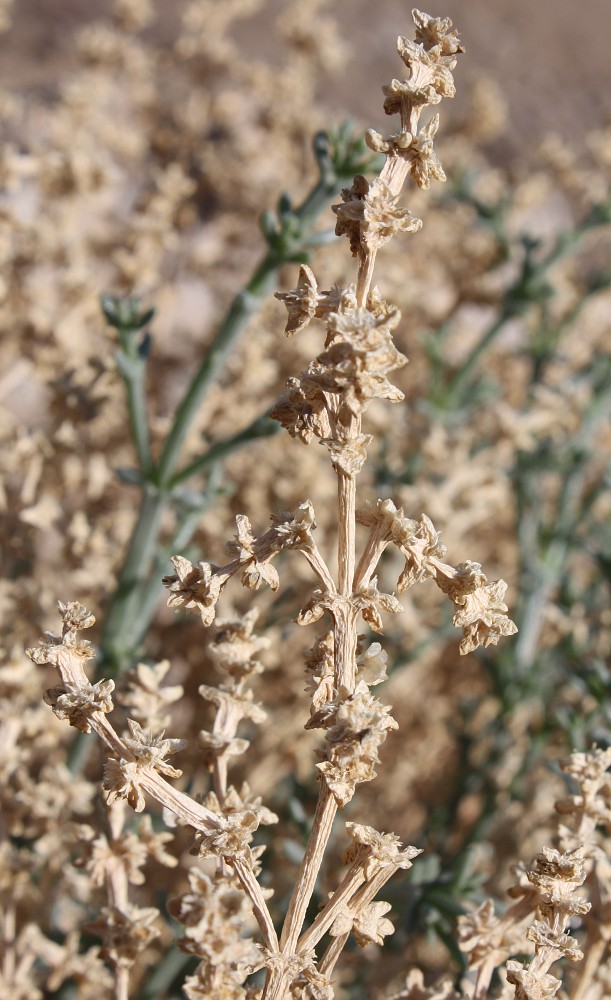 Image of Anabasis setifera specimen.