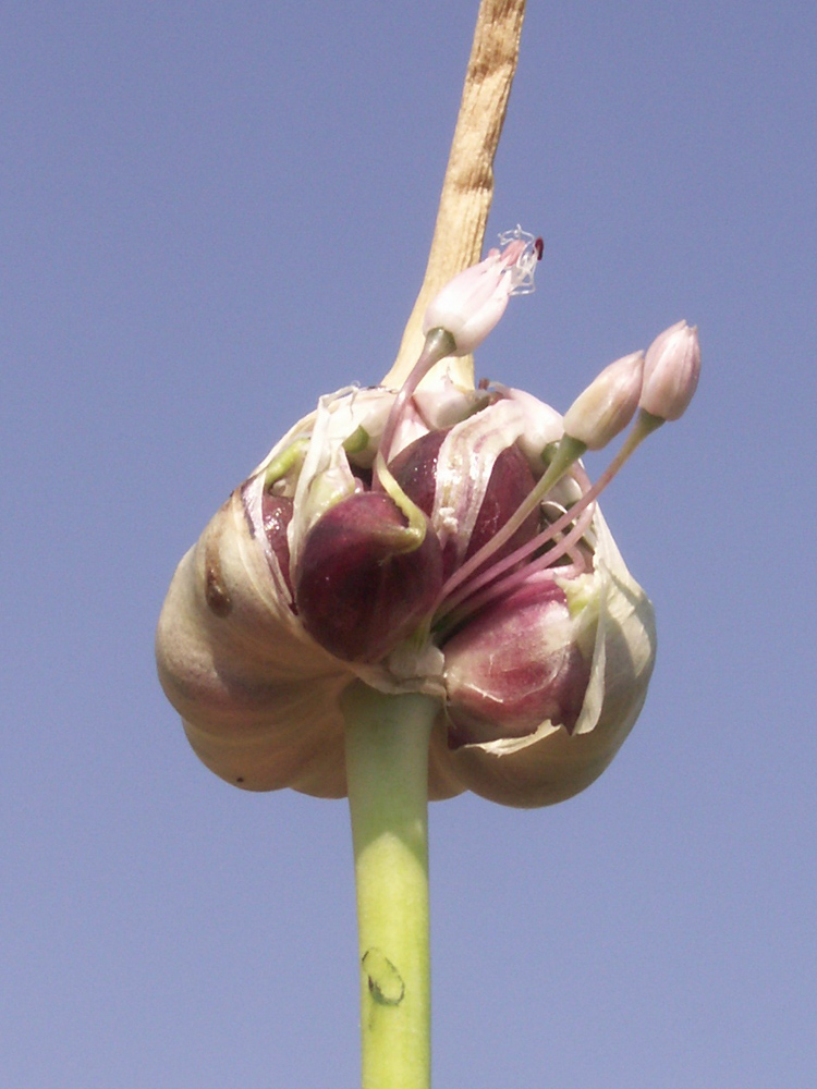 Изображение особи Allium sativum.