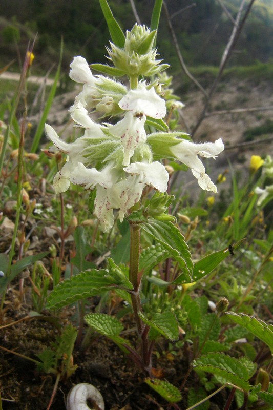 Image of Stachys pubescens specimen.