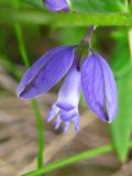 Polygala vulgaris