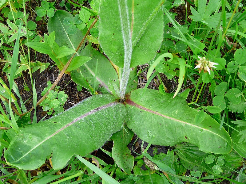 Image of Trommsdorffia maculata specimen.