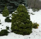 Picea glauca. Общий вид кустарника (культивар 'Conica'). Украина, г. Кривой Рог, ботанический сад. Январь 2013 г.