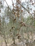 Casuarina equisetifolia