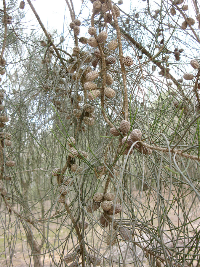 Image of Casuarina equisetifolia specimen.