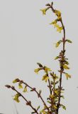 Forsythia × intermedia. Цветущая веточка. Германия, г. Кемпен, солнечная сторона прогулочной дорожки. 06.02.2013.