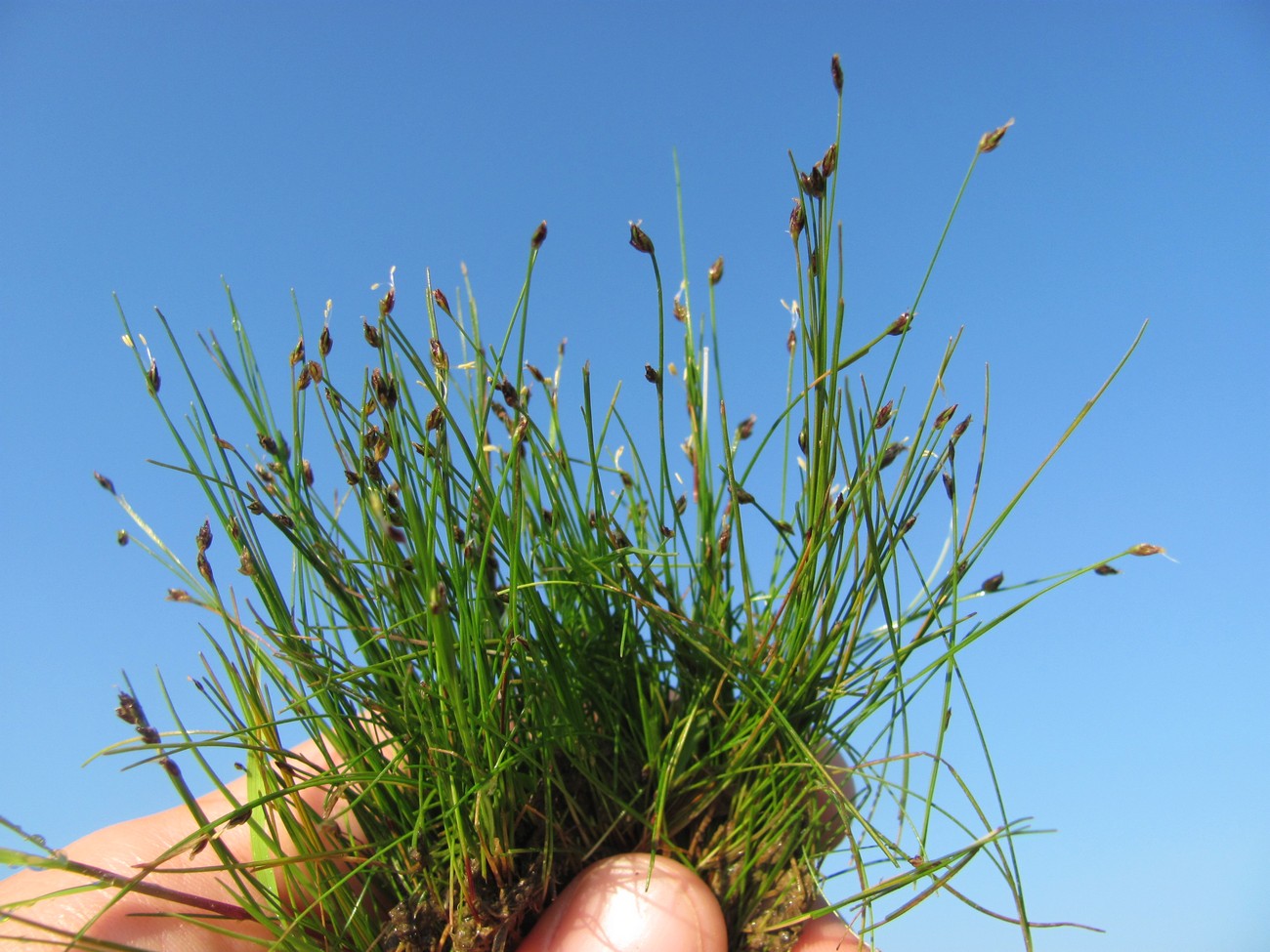 Image of Eleocharis acicularis specimen.