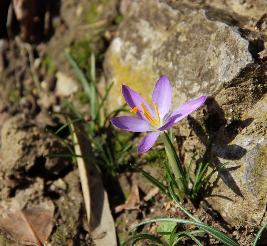 Image of Crocus tauricus specimen.