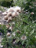 Cirsium setosum. Верхушка плодоносящего растения. Свердловская обл., г. Екатеринбург, пос. Шабровский, дачный участок. 25.07.2012.