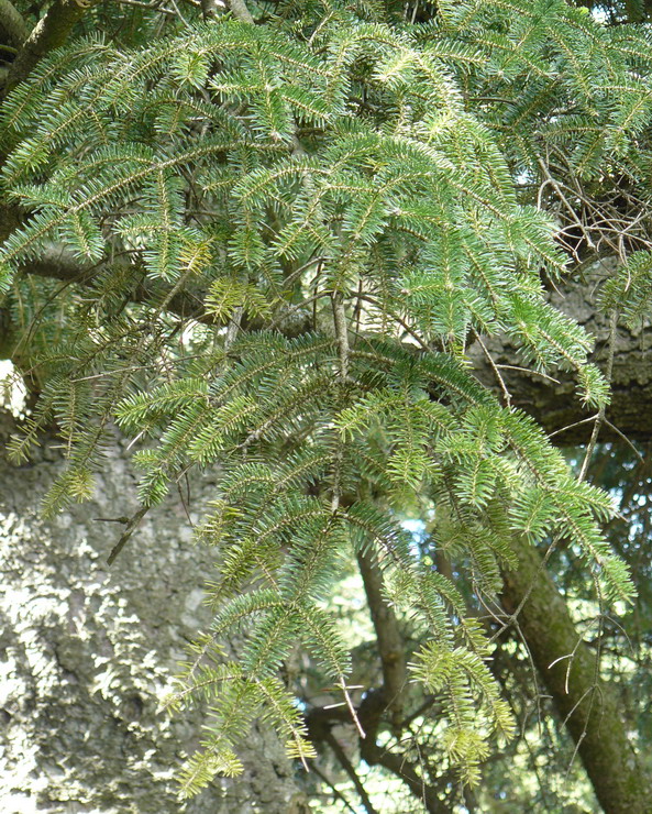 Image of Abies numidica specimen.