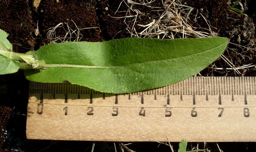 Image of Inula aspera specimen.