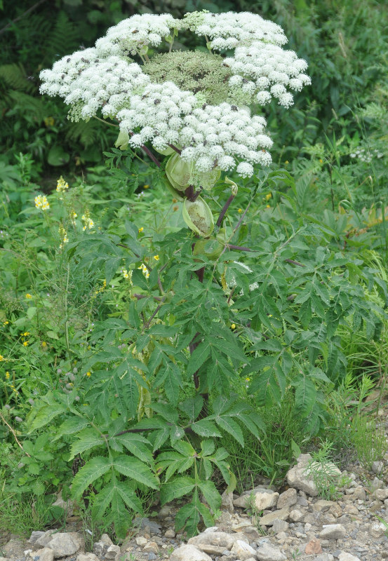 Image of Angelica dahurica specimen.