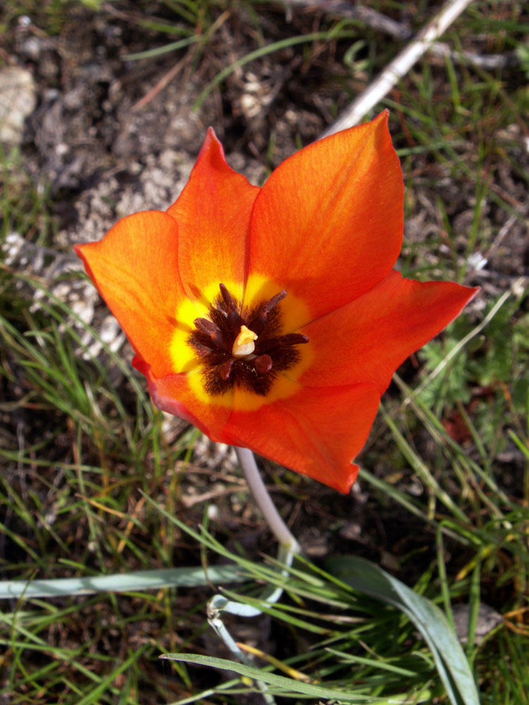 Image of Tulipa ostrowskiana specimen.