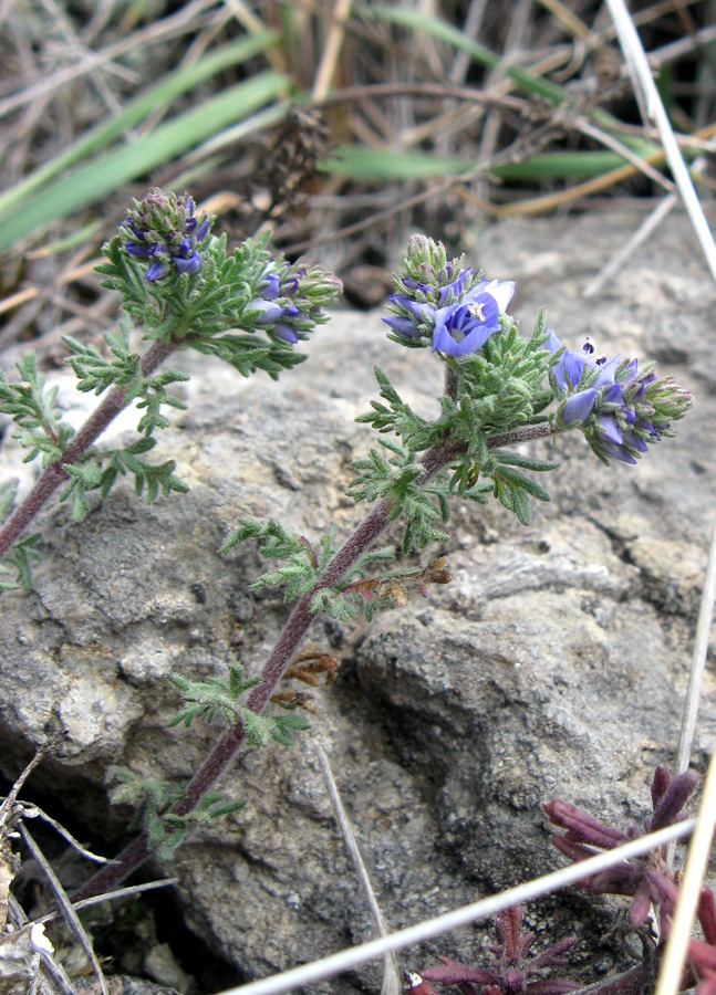 Image of Veronica capsellicarpa specimen.