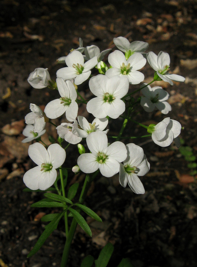 Изображение особи Cardamine tenera.