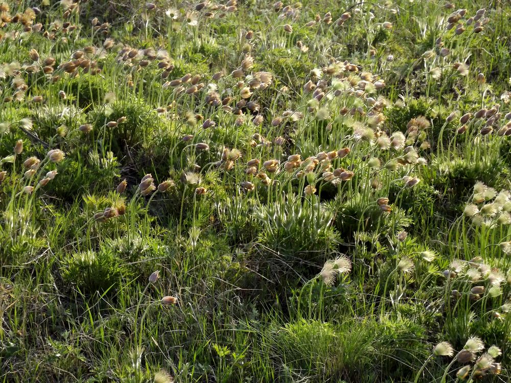 Изображение особи Pulsatilla orientali-sibirica.