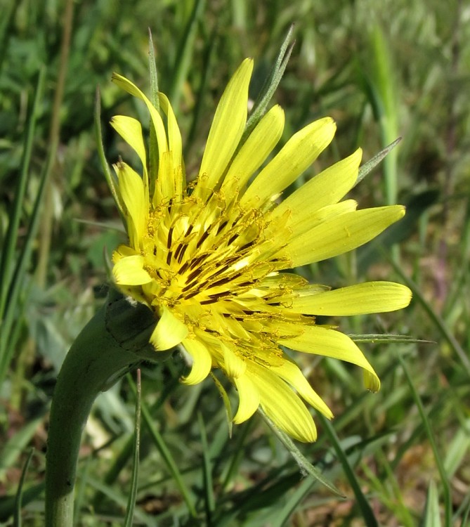 Image of Tragopogon dubius ssp. desertorum specimen.