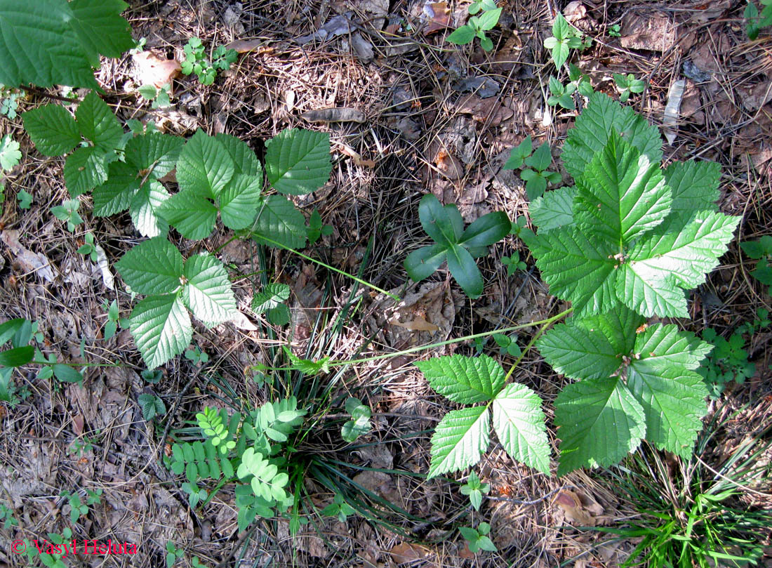 Изображение особи Rubus saxatilis.