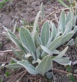 Centaurea triumfettii