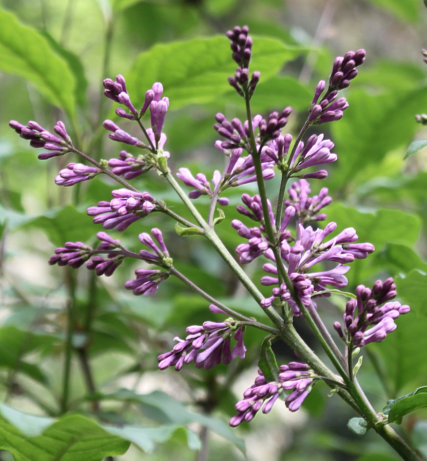 Image of Syringa josikaea specimen.