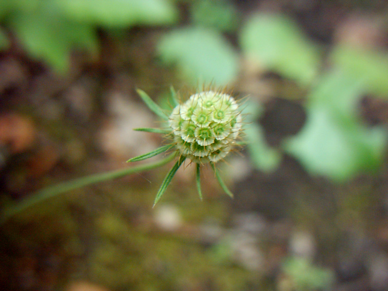 Изображение особи Scabiosa ochroleuca.