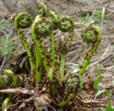 Athyrium filix-femina