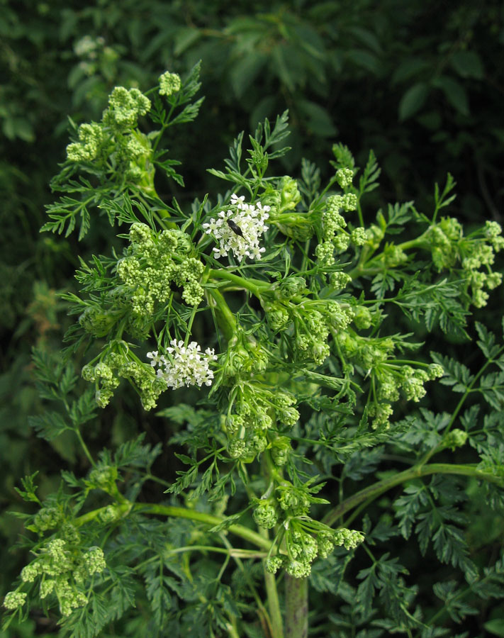 Image of Conium maculatum specimen.