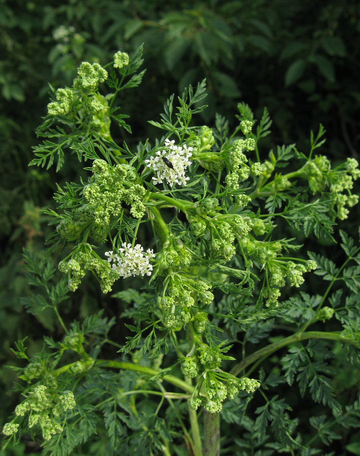 Изображение особи Conium maculatum.