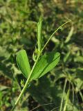 Lathyrus tuberosus