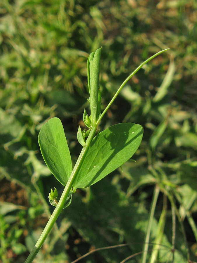 Image of Lathyrus tuberosus specimen.