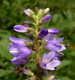 Campanula bononiensis. Часть соцветия. Ростовская обл., Азовский р-н, побережье Таганрогского залива в окр. косы Очаковская, склон надбереговой террасы, под кустарником. 04.07.2012.