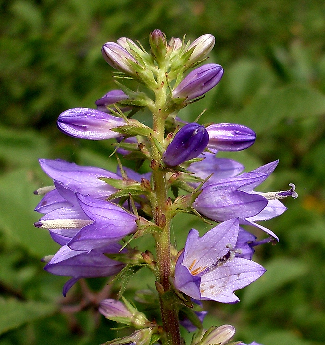 Image of Campanula bononiensis specimen.