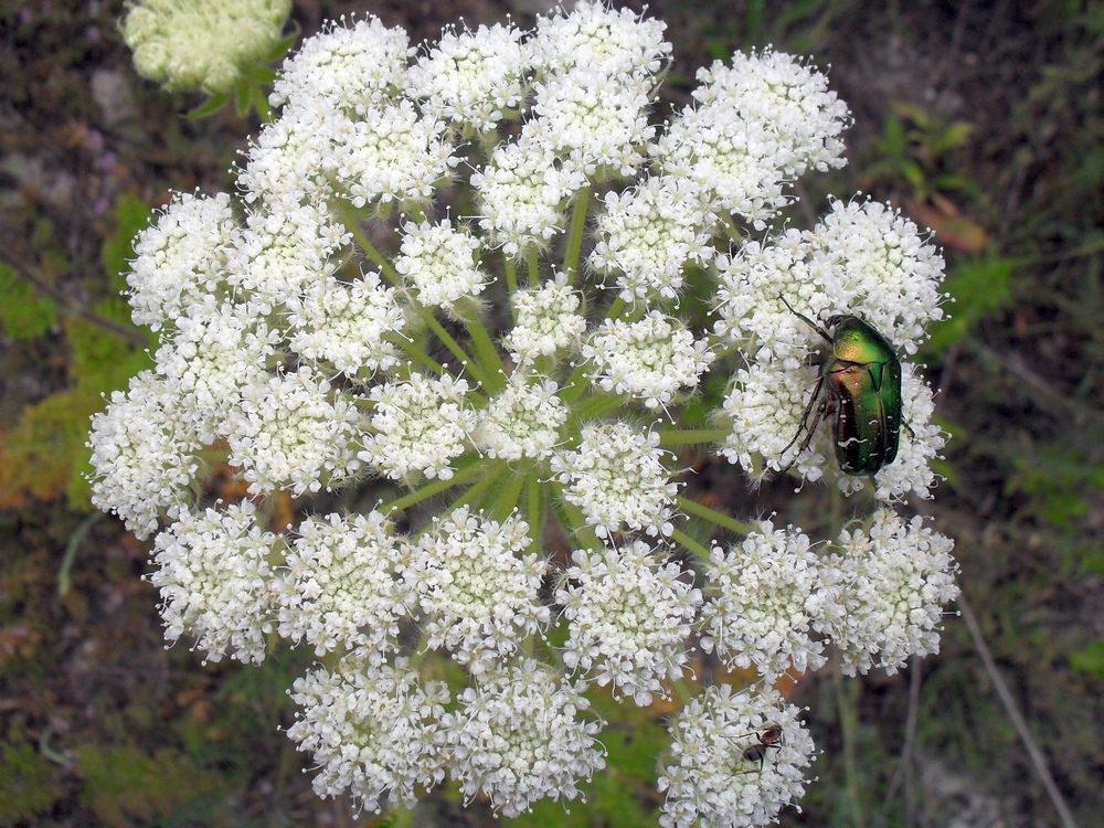 Image of Laserpitium hispidum specimen.