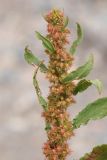 Rumex maritimus