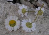 Pyrethrum glanduliferum