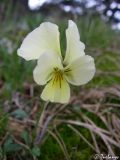 Viola oreades