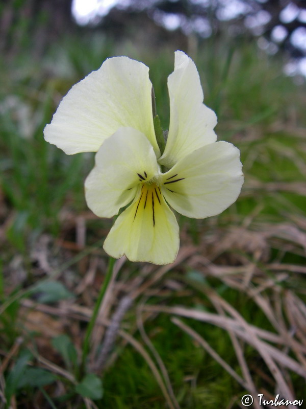 Изображение особи Viola oreades.