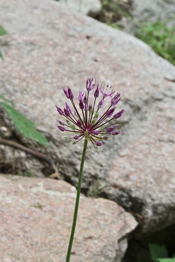 Image of Allium sarawschanicum specimen.