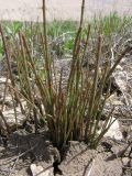 Equisetum ramosissimum