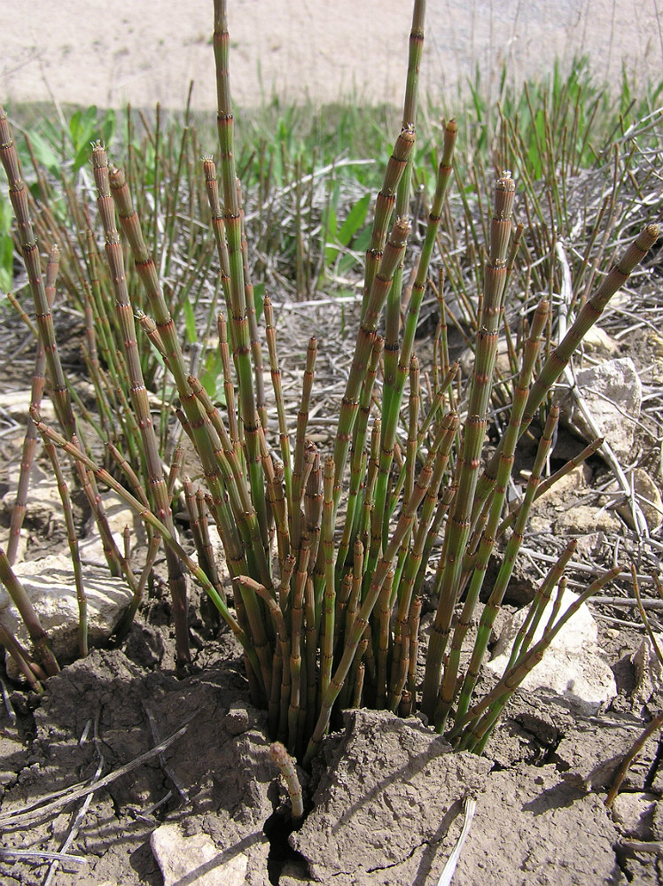 Изображение особи Equisetum ramosissimum.