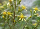 Solidago virgaurea. Верхушки побегов с соцветиями. Черноморское побережье Кавказа, щель Прасковеевская, открытая ливнёвка вдоль дороги. 23.08.2013.