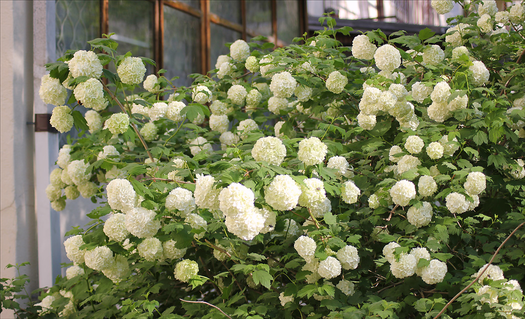 Изображение особи Viburnum opulus f. roseum.