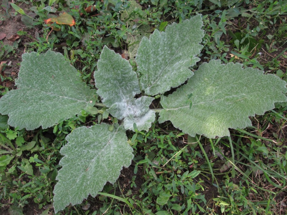 Image of Salvia aethiopis specimen.