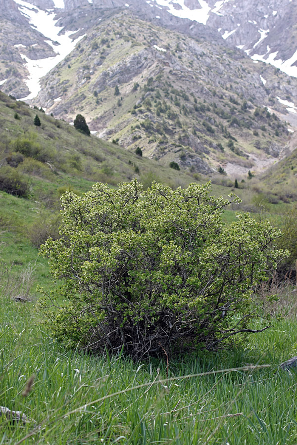 Image of Lonicera tianschanica specimen.