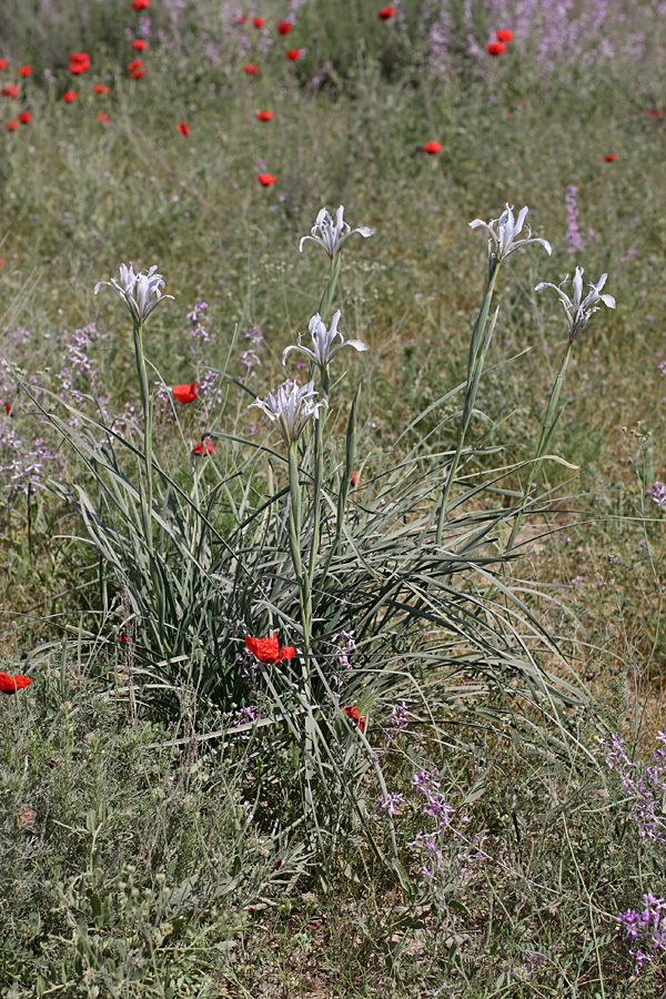 Image of Iris songarica specimen.