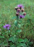 Centaurea carpatica