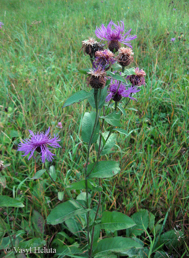 Изображение особи Centaurea carpatica.