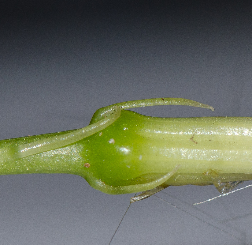 Image of Kleinia neriifolia specimen.