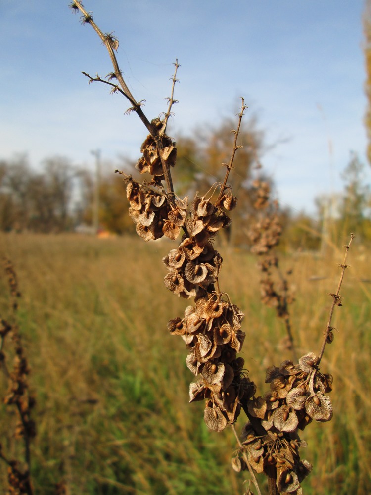 Image of Rumex patientia ssp. orientalis specimen.